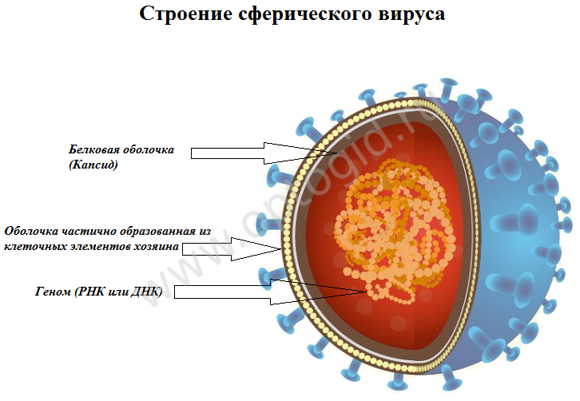stroeinievirusa
